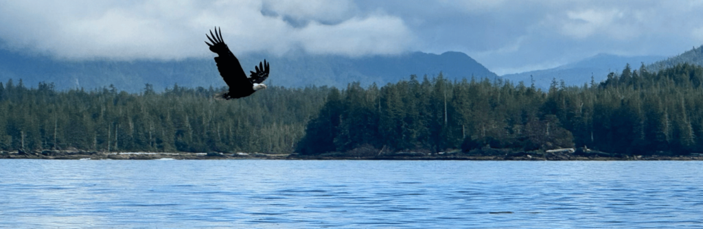 image of a soaring eagle in ketchikan alaska during a wildlife viewing charter trip