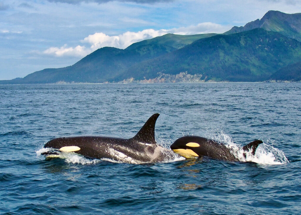 Image of orca whales in Ketchikan Alaska during a whale watching boating trip