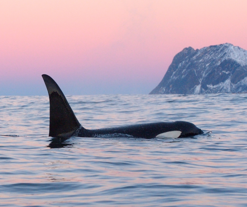 A killer whale orca on a Ketchikan Wildlife & Whale Watching Tour in Ketchikan Alaska