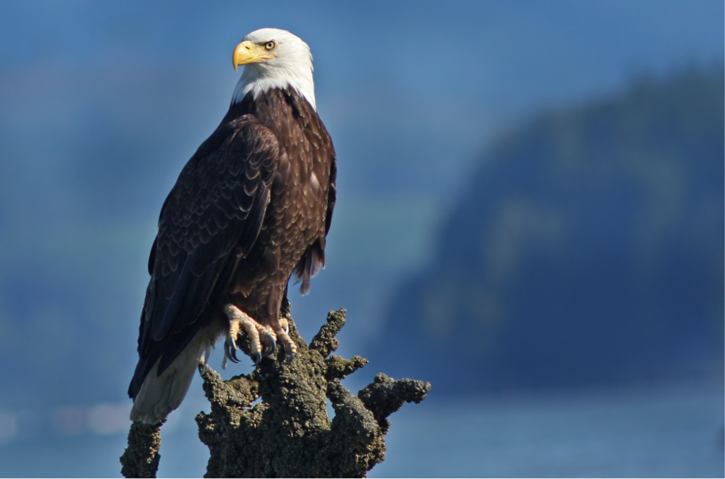 A majestic bald eagle perched on a tree branch in Ketchikan, Alaska, offering a perfect view for wildlife sightseeing and bird watching enthusiasts. This iconic Alaskan bird is often spotted during our Ketchikan wildlife tours, showcasing the region's natural beauty and wildlife.