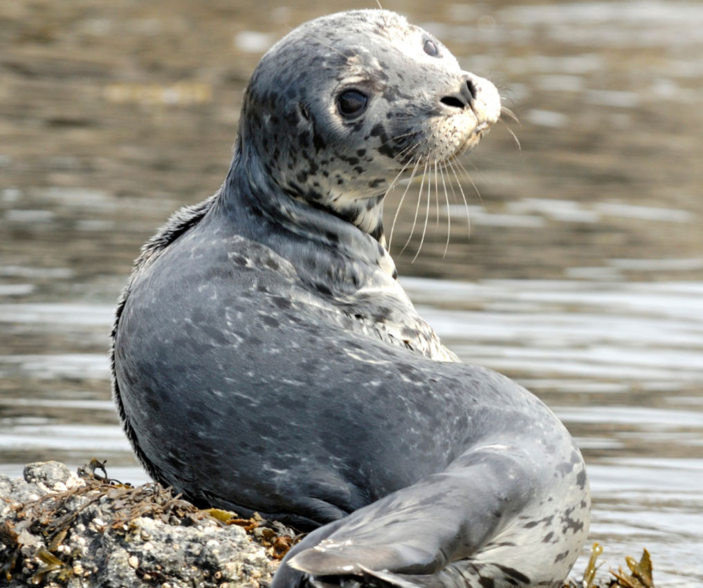A harbor seal sitting on a rock during a Ketchikan Wildlife & Whale Watching Tour in Ketchikan Alaska