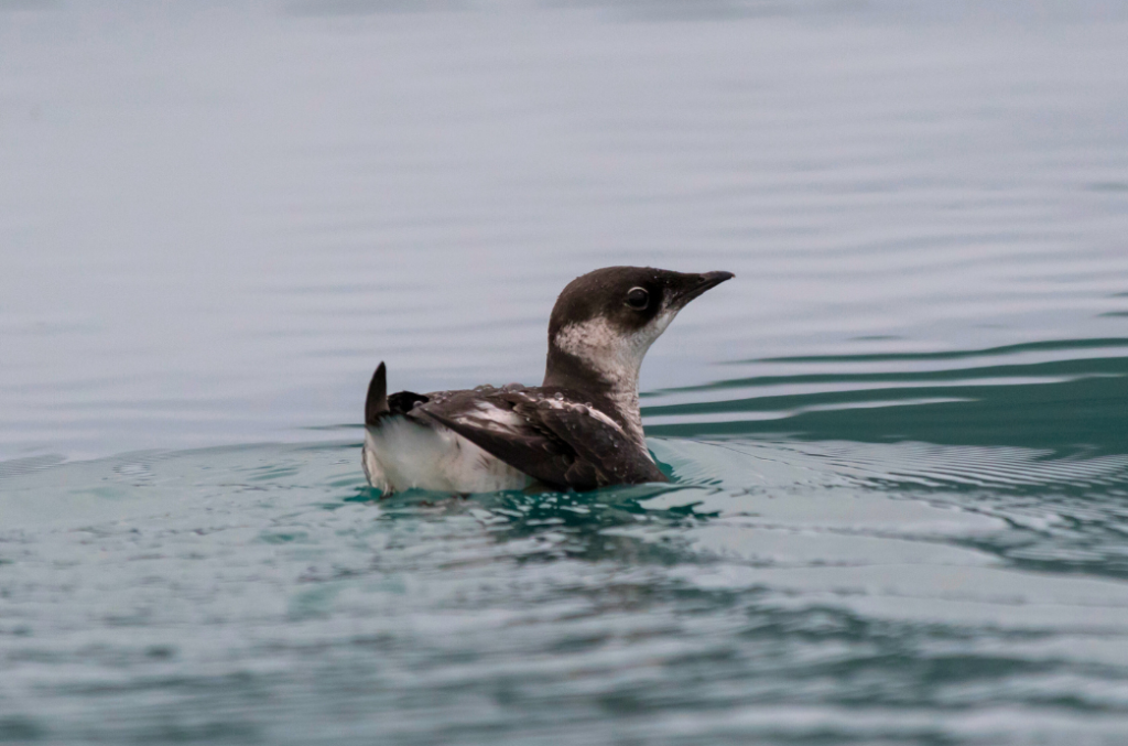 A Marbled Murrelet gracefully swimming in the pristine waters of Ketchikan, Alaska. Known for its elusive nature and striking plumage, this seabird is often spotted during our Ketchikan wildlife tours, offering birdwatching enthusiasts a rare glimpse of Alaskan wildlife.