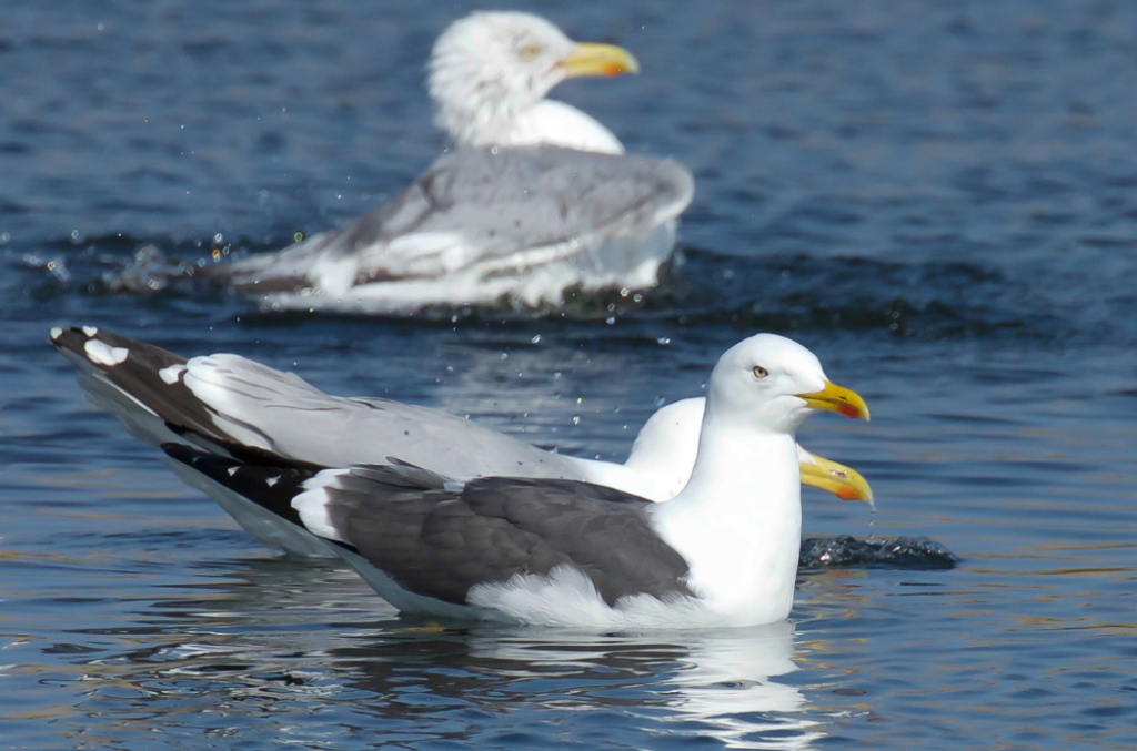 A group of Herring Gulls gracefully floating on the waters of Ketchikan, Alaska. These adaptable seabirds are often seen during our Ketchikan wildlife tours, providing birdwatching enthusiasts with an up-close view of one of Alaska's most resilient and iconic birds.