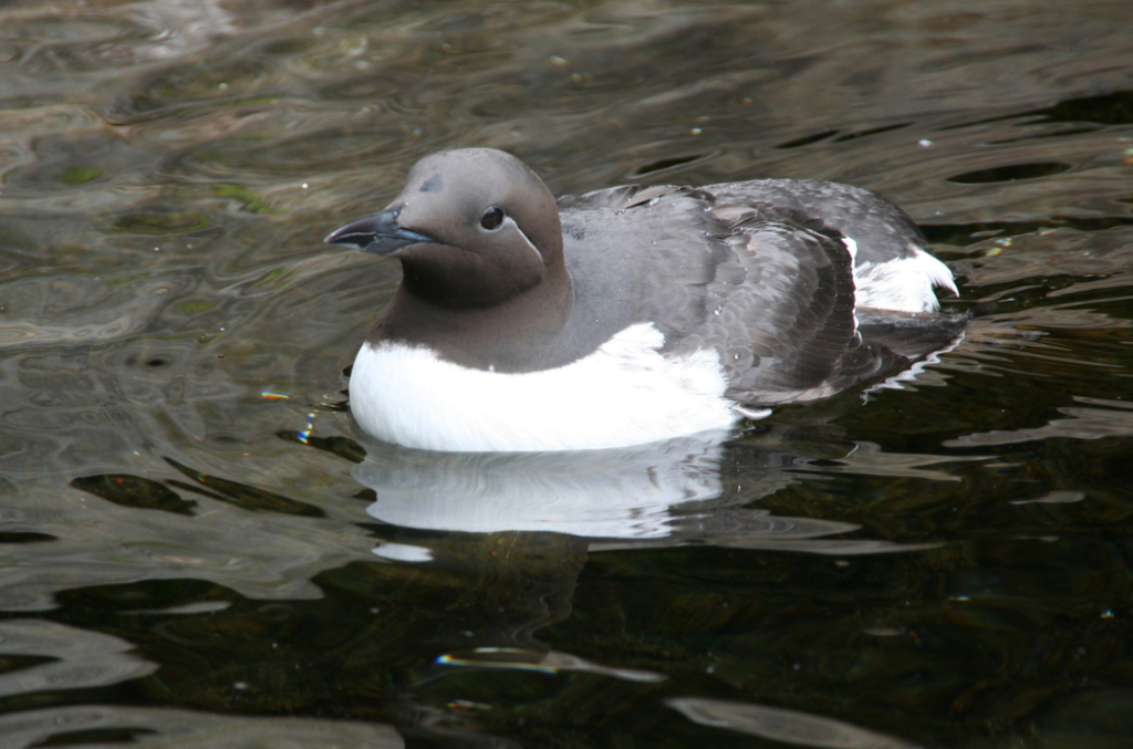 A Common Murre resting on the calm waters of Ketchikan, Alaska. Known for their impressive diving abilities, these seabirds are a common sight during our Ketchikan wildlife tours, offering birdwatching enthusiasts the chance to observe one of Alaska's most fascinating marine birds.
