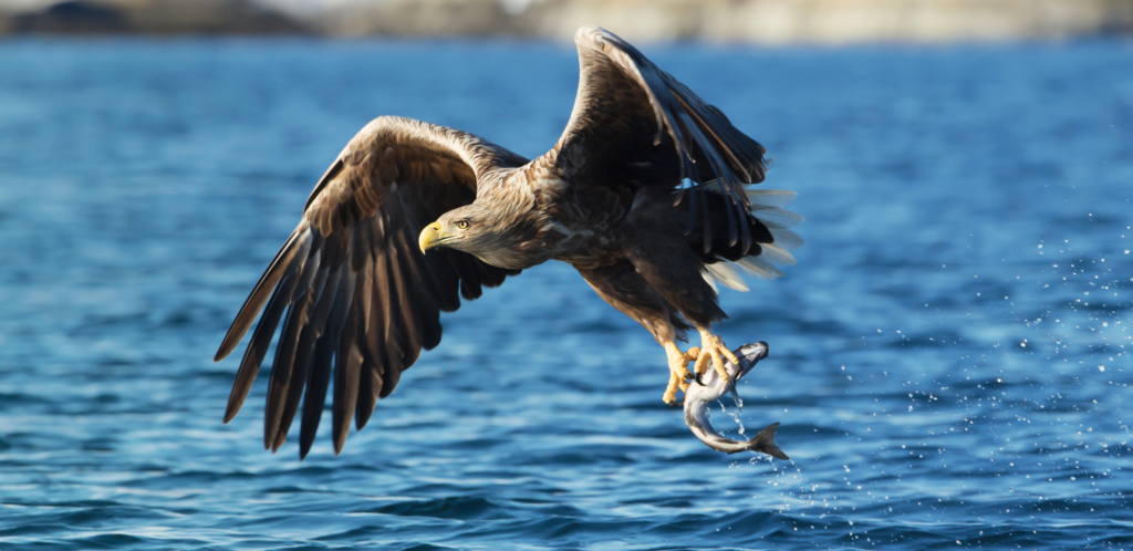 A majestic bald eagle swooping down to catch a fish in the waters of Ketchikan, Alaska. This iconic bird of prey is a highlight of our wildlife sightseeing and bird watching tours, showcasing the region's rich wildlife and pristine natural beauty.