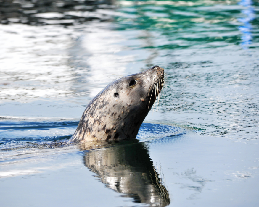 A harbor seal with it's head popping out of the water.