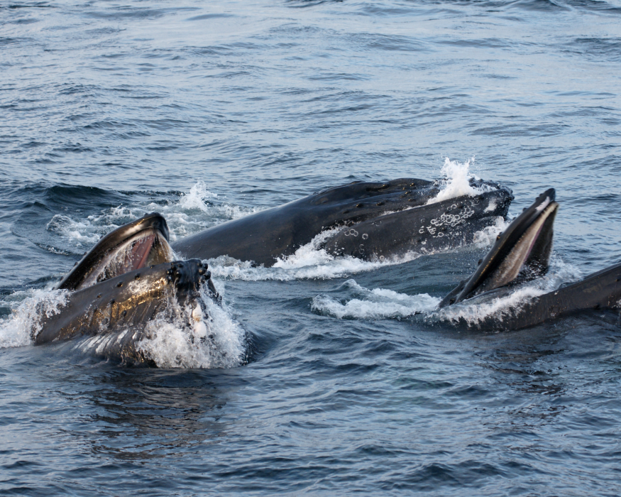 A group of humpback whales bubblenet feeding during a ketchikan wildlife tour.