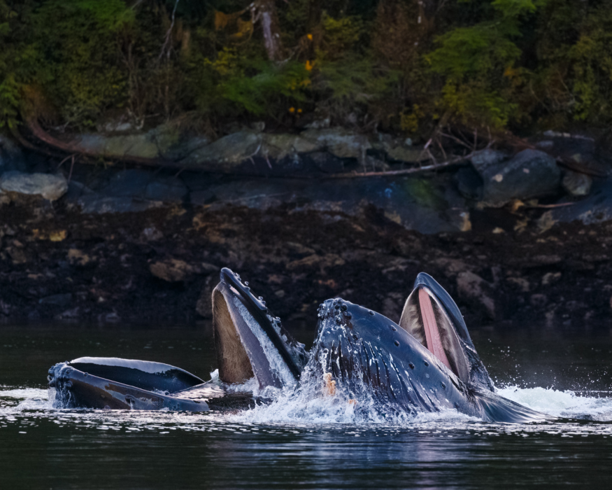 Ketchikan Fishing Guide - Whale Watching