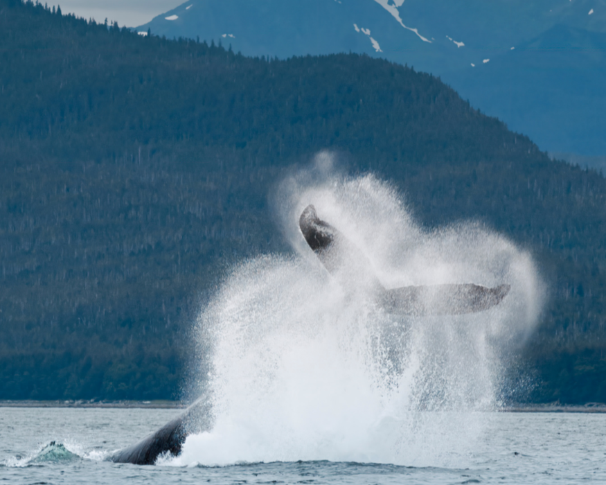 A humpback whale jumping out of the water with mountains in the background
