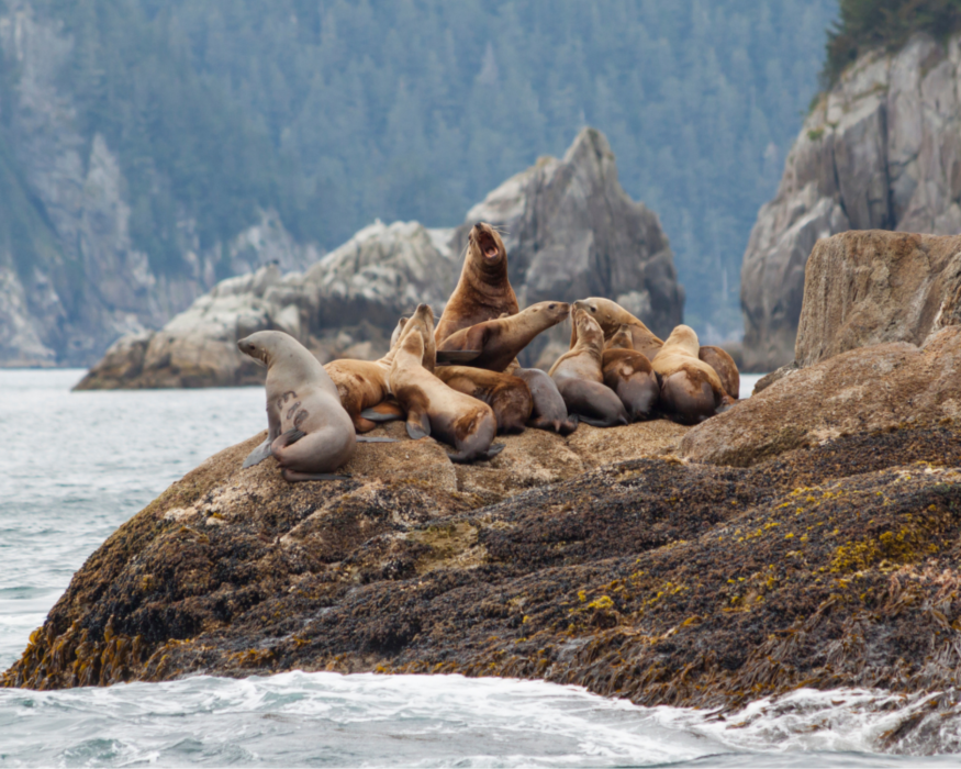 A group of sea lions hanging out along the coast line during low tide.