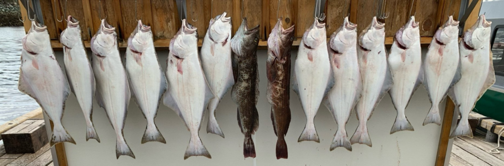 A group of halibut and salmon hanging on hooks on a dock that were caught during a ketchikan fishing charter.