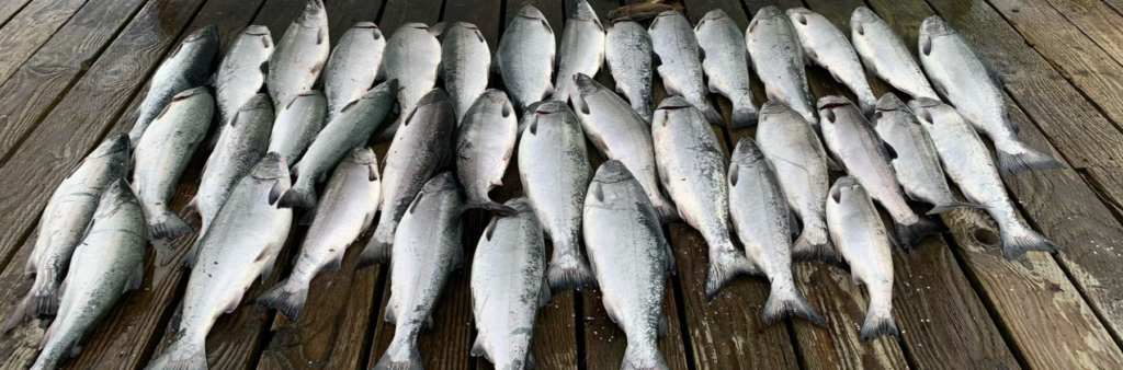 A large group of salmon laying on a dock that were caught during a Ketchikan Fishing Charter