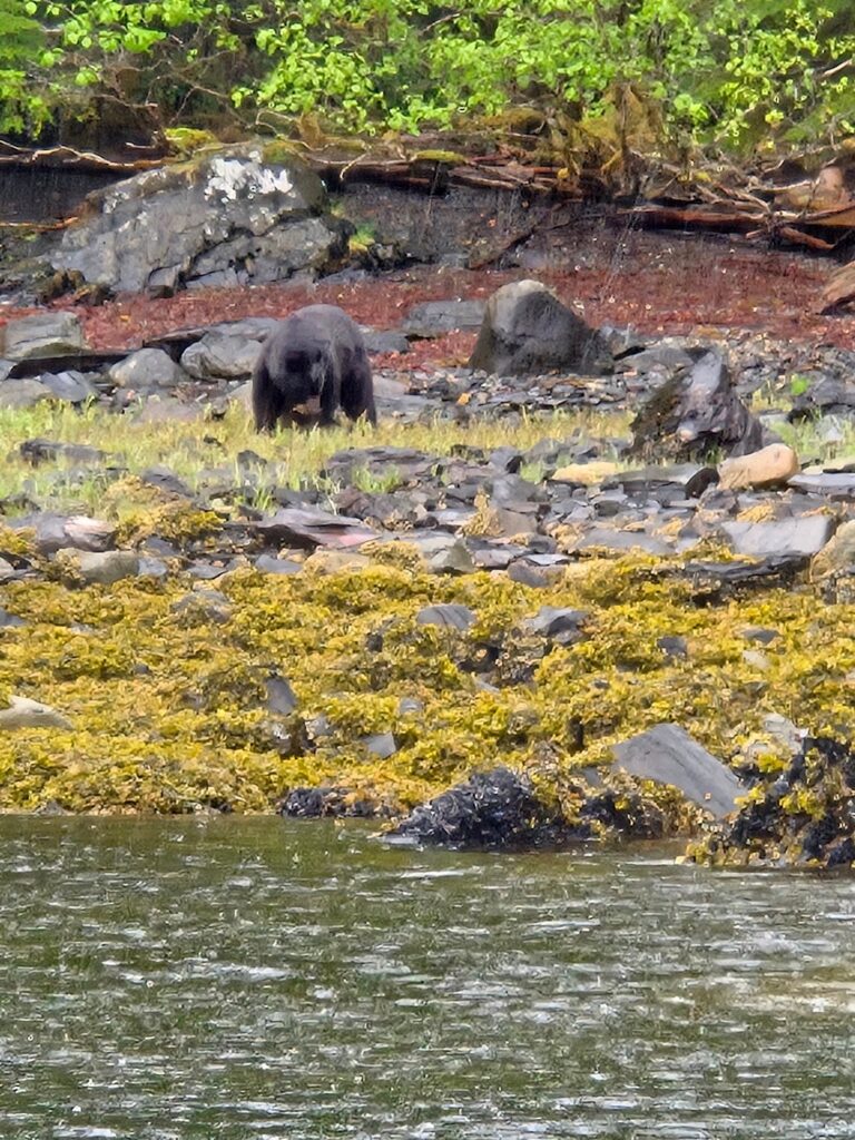 Bear spotted along the low tide shoreline during Ketchikan fishing excursion