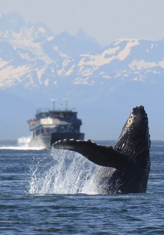 A humpback whale breeching out of the water